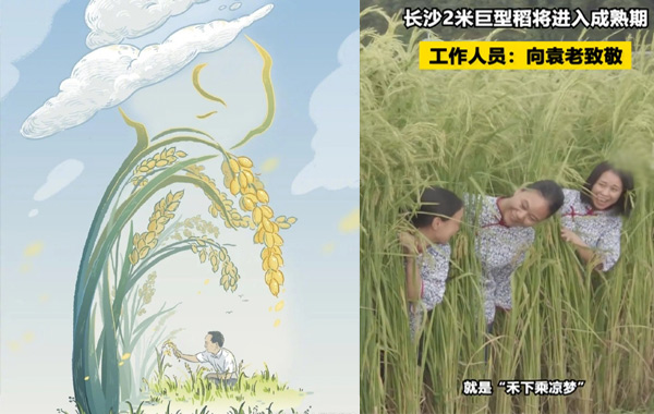 致敬袁隆平:長沙種出2米高巨型稻，禾下乘涼不是夢 .jpg
